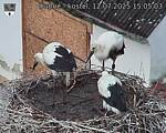 Capi_Dubne_20250712_150503.jpg