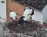 Capi_Dubne_20250712_151002.jpg