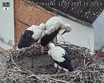 Capi_Dubne_20250712_152003.jpg