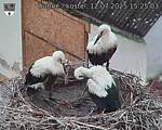 Capi_Dubne_20250712_152503.jpg