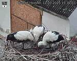 Capi_Dubne_20250712_153003.jpg