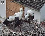 Capi_Dubne_20250712_154003.jpg
