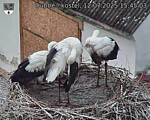 Capi_Dubne_20250712_154503.jpg