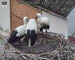Capi_Dubne_20250712_155004.jpg