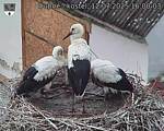 Capi_Dubne_20250712_160003.jpg