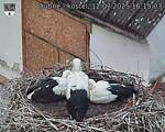 Capi_Dubne_20250712_161503.jpg