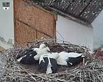 Capi_Dubne_20250712_162004.jpg