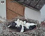Capi_Dubne_20250712_162503.jpg
