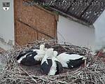 Capi_Dubne_20250712_163003.jpg
