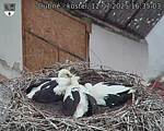 Capi_Dubne_20250712_163503.jpg
