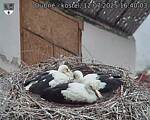 Capi_Dubne_20250712_164003.jpg