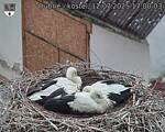 Capi_Dubne_20250712_170003.jpg