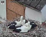 Capi_Dubne_20250712_171503.jpg