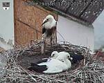 Capi_Dubne_20250712_172003.jpg