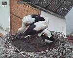 Capi_Dubne_20250712_173504.jpg