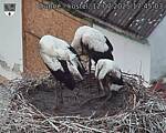 Capi_Dubne_20250712_174503.jpg