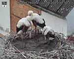 Capi_Dubne_20250712_175003.jpg