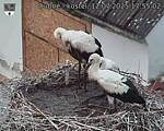 Capi_Dubne_20250712_175502.jpg