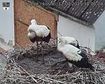 Capi_Dubne_20250712_180004.jpg
