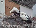 Capi_Dubne_20250712_180504.jpg