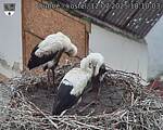 Capi_Dubne_20250712_181003.jpg