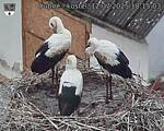 Capi_Dubne_20250712_181503.jpg