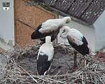 Capi_Dubne_20250712_182503.jpg