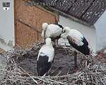 Capi_Dubne_20250712_183003.jpg