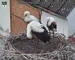 Capi_Dubne_20250712_183503.jpg