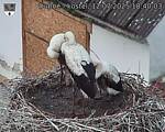 Capi_Dubne_20250712_184003.jpg