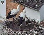 Capi_Dubne_20250712_184502.jpg