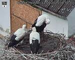 Capi_Dubne_20250712_185003.jpg