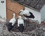 Capi_Dubne_20250712_185503.jpg