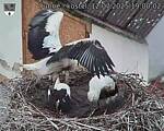 Capi_Dubne_20250712_190002.jpg