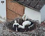 Capi_Dubne_20250712_190503.jpg