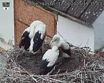 Capi_Dubne_20250712_193503.jpg