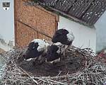 Capi_Dubne_20250712_195503.jpg