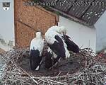 Capi_Dubne_20250712_200003.jpg