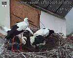Capi_Dubne_20250712_201002.jpg