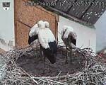 Capi_Dubne_20250712_202003.jpg