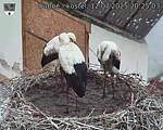 Capi_Dubne_20250712_202503.jpg
