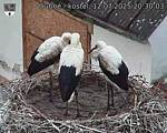 Capi_Dubne_20250712_203003.jpg