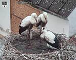 Capi_Dubne_20250712_204503.jpg