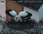 Capi_Dubne_20250712_211002.jpg