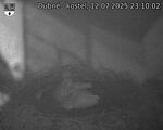 Capi_Dubne_20250712_231002.jpg