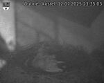 Capi_Dubne_20250712_233503.jpg