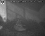 Capi_Dubne_20250712_235002.jpg