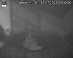 Capi_Dubne_20250712_235502.jpg