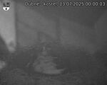 Capi_Dubne_20250713_000003.jpg