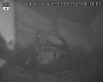 Capi_Dubne_20250713_001002.jpg